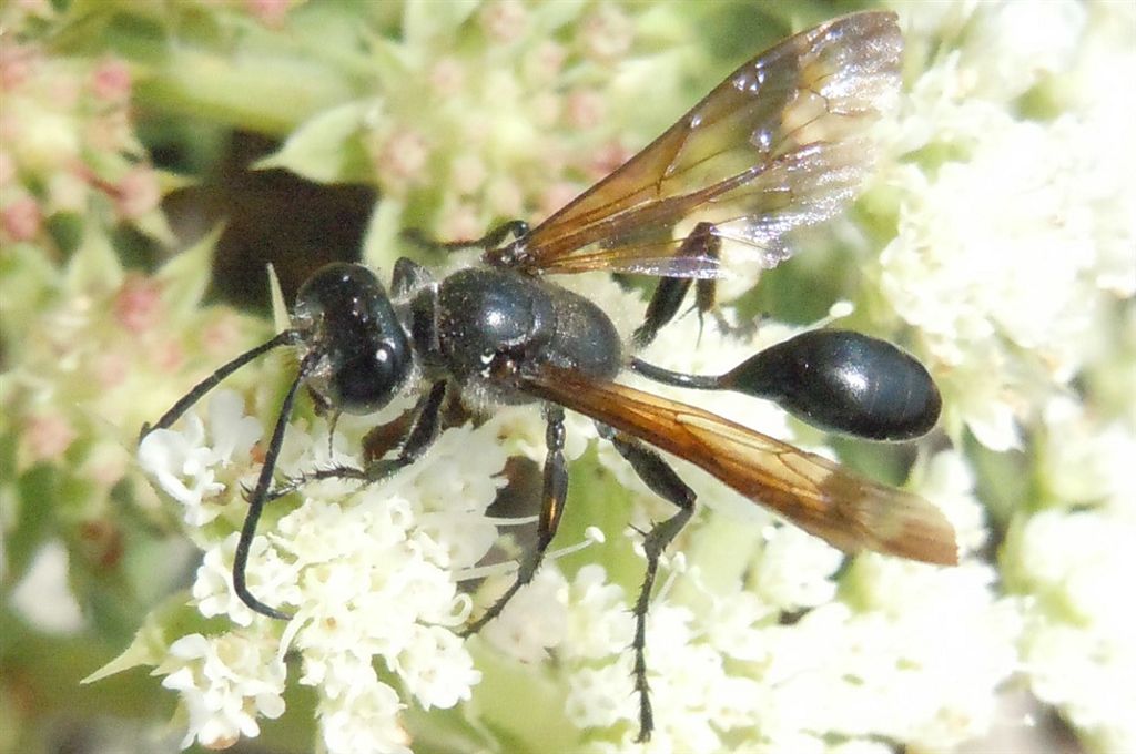 Isodontia mexicana o Chalybion?